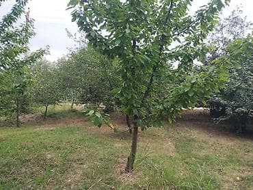 bezek bitkileri: Tecili satılır 15 illik gilas bağı 10 sot plan Xaçmaz Rayon ağatla — 5