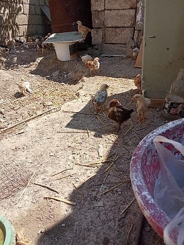 paket arı satışı: Toyuq cücələri, Ətlik — 1
