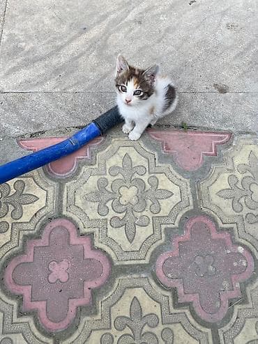 Pişikler etibarli ellere