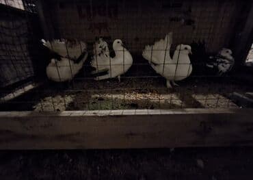 Məhsul: Bəzək güvənləri (qəfəsdə) Təsvir: - Şəkillərdə bir neçə baş