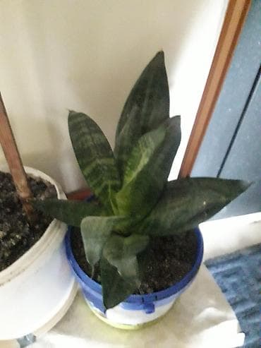 diffenbaxiya bitkisi haqqinda melumat: Məhsul: Sansevieria (Əjdaha dili, Qaynana dili) – müxtəlif ölçülərdə — 2