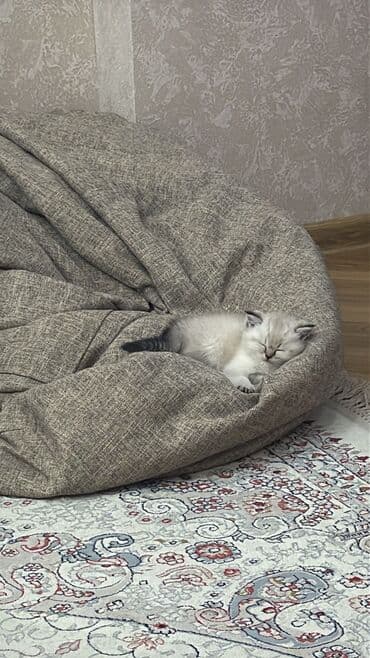 сколько стоит британский котёнок: Британская — 8