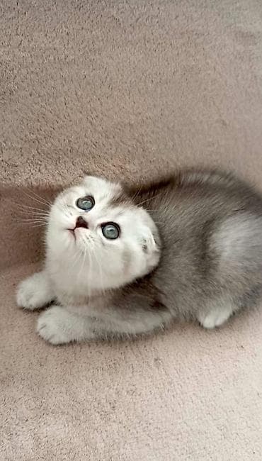 pişim: Britan — 7