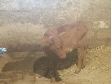 Dovşanlar: Satılır: qırmızı rəngli erkək buzov və ana inək (şəkillərdə) — 4