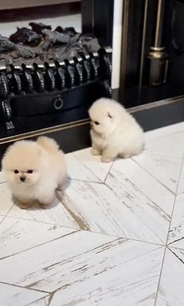 cane corso satilir: Şpitz, 2 ay, Sənədli — 1