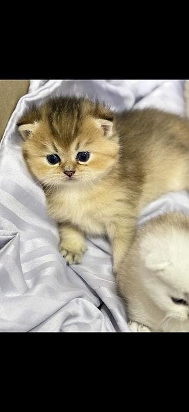 pişik eşyalari: Britan — 3