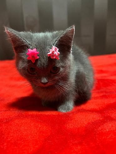 british pişik qiymeti: Britan — 6