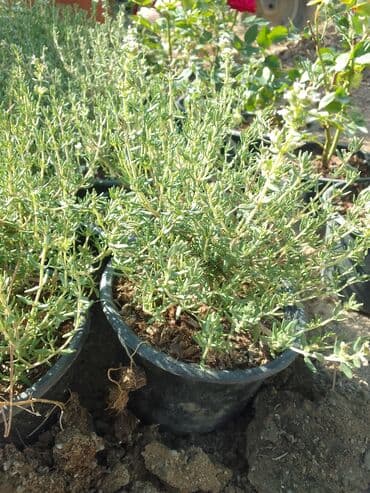 helba bitkisi faydaları: Həmişə yaşıl — 24