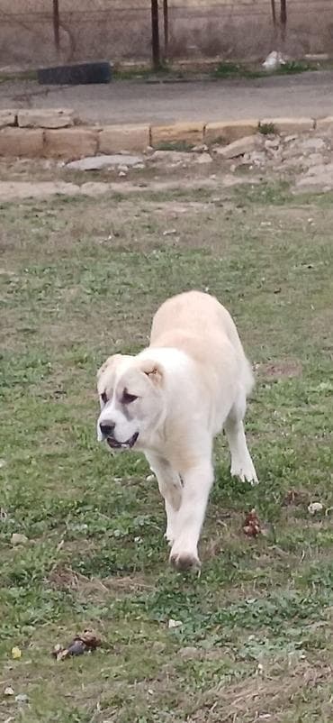 coban iti haqqinda melumat: Qurdbasar, 4 ay, Dişi — 9