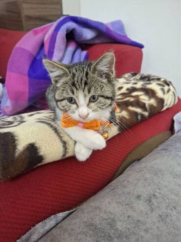 haski balası: Erkək, Dişi, Ünvandan götürmə — 10