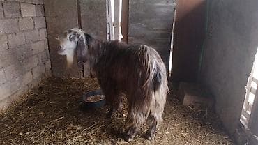 bala kirpi: Qocalı, uzun tüklü, saqqallı erkək keçi (teke) - Cins: yerli/dağ — 5