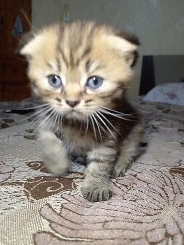 Pişiklər: Şotland yastı qulaq, Erkək, Yaxşı əllərə, Ünvandan götürmə — 2