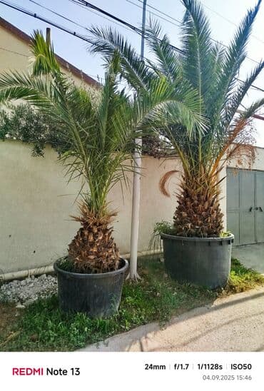 innab ağacı: Böyük ölçülü xurma ağacı (phoenix/sabala tipli) – iri plastik — 4