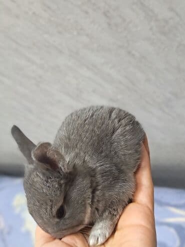 dovşan qiymətləri: Dovşanlar — 5