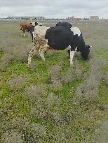 Животные: Süd istiqamətli qara-ağ inək - Cins: Holşteyn tipli (qara-ağ ləkəli) — 3