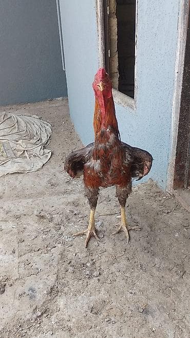 Kənd təsərrüfatı quşları: Xoruz, Heyratı, il: 1 — 2