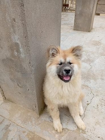 labrador satilir: Akita-inu, 5 ay, Dişi, Peyvəndli — 3