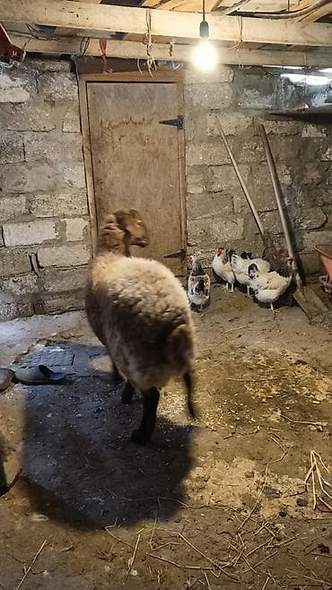 toğlu: Salam saglam heyvandi damazliq ve etlik ucun eladi 11 ayliq sort — 5
