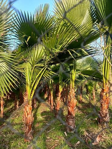 sufre dekoru: Məhsul: Dekorativ palma ağacları (Trachycarpus/Vindozaya bənzər yelpik — 3