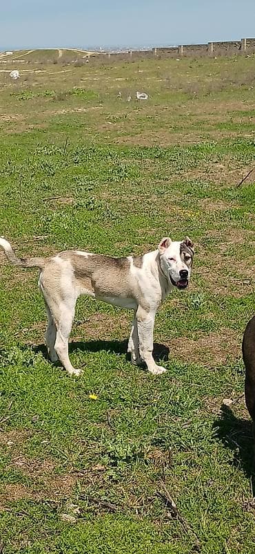 dişi pudel: Qurdbasar, 6 ay, Dişi — 3