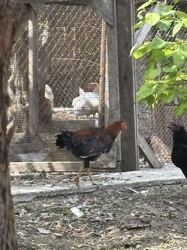 toy pudel mini: Xoruz, Heyratı, il: <1 — 2