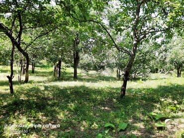 şabran torpaq: 10 sot, Tikinti, Mülkiyyətçi, Kupça (Çıxarış) — 10