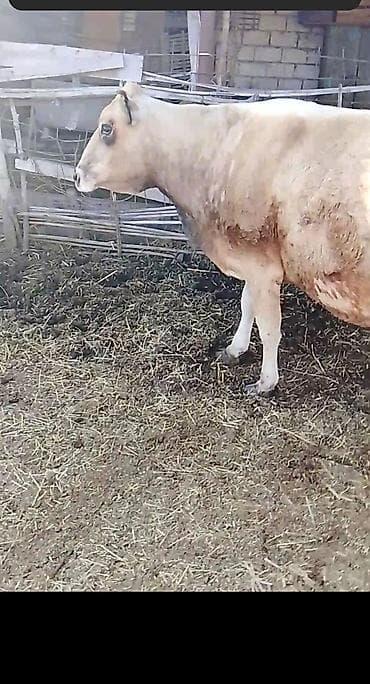 купить кур: Cins: Yerli südlük tipli inək və buzov Təsvir: - Şəkillərdə sağmal — 2