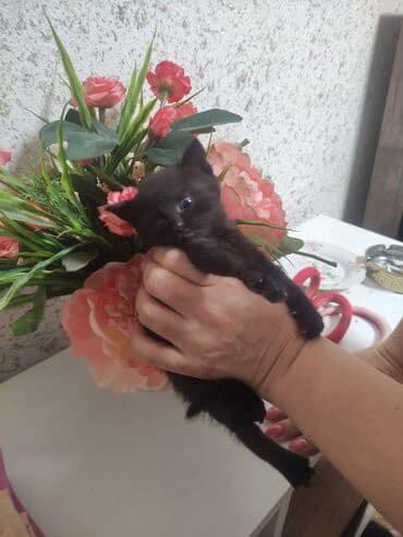 где можно купить котенка: Yaxşı əllərə — 5