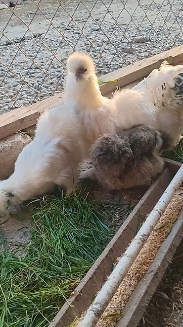 cucelerin satisi: Toyuq, Damazlıq — 7