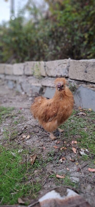 heyvanlara verilən adlar: Qırmızı PonPon xoruzu Başqa PonPon fərə satan olsa zəhmət olmasa mənlə — 2