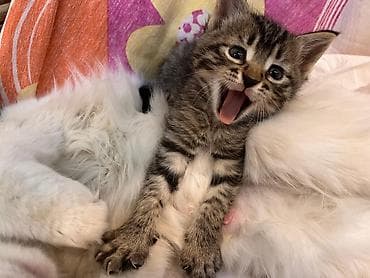 pişiy çantası: Tabbi, Yaxşı əllərə — 2