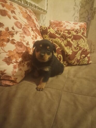 qara canavar sekilleri: Rotveyler, Pulsuz çatdırılma — 6