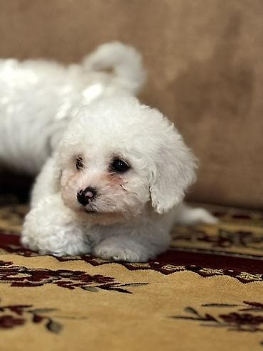 cixuaxua iti: Bişon Frize — 4