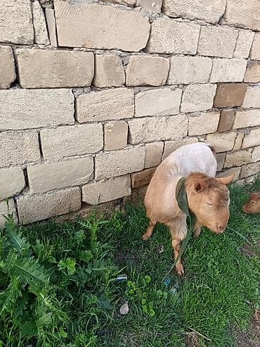 Məhsul: Keçi (yerli və Mursiano) 2 dişi 1erkək di. 2 yaşları var