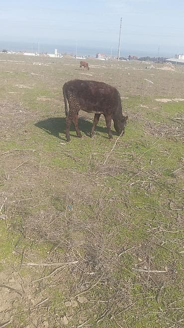 Keçilər, çəpişlər: Saxlanmali dana real musdəriyə endirim olacaq — 5