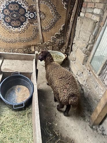 it cinsleri: Qoyun – yerli cins, qəhvəyi rəngdə, quyruqlu (yağlı quyruq tipli). - — 2