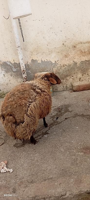 Toyuqlar: Qoyun – yerli cins, qəhvəyi rəngli, uzun və sıx yunlu. qala dişi — 1