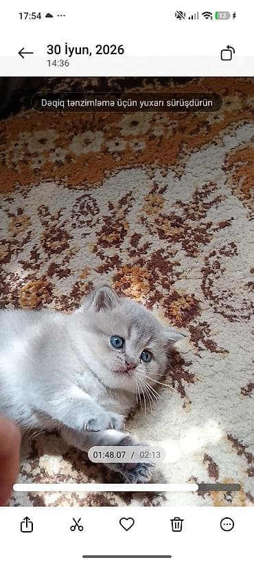pişik şotlan: Şinşilla — 5