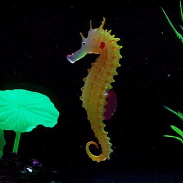 at dayca: Akvarium silikon isiqveren deniz ati — 2