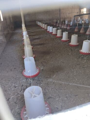 Yem qabı, Yem üçün, Heyvanlar üçün