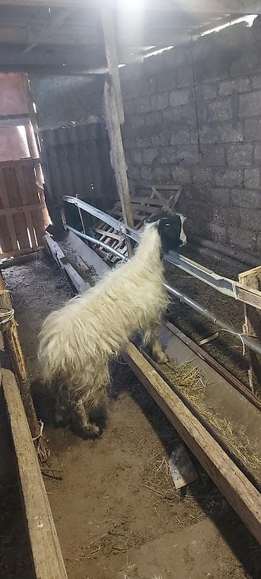 simental erkek dana: Çəpişlər.bir erkək bir dişi rayon çöl çəpişləridi 2 gündür arpaya — 5