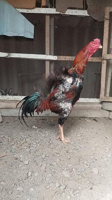 pisik ucuz: Xoruz, il: <1, Pulsuz çatdırılma — 7