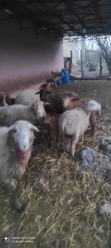 bramo toyuqlari satisi: Qoyunlar və quzular satılır - Növ: müxtəlif yerli qoyunlar və quzular — 3