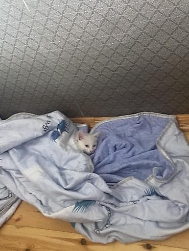 pişik cütləşdirmək: Ağ rəngli balaca pişik bala Satilir ev pisiyidi baladi sadece ehtiyac — 2