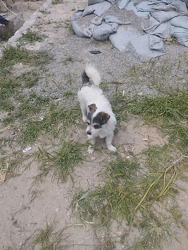 Pudel, 1 il, Erkek, Cütləşmə üçün, Ödənişli çatdırılma