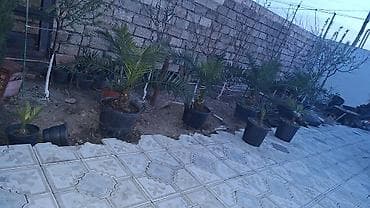 Dekorativ xurma palmaları – qablarda - Növlər: kiçikdən orta ölçüyə