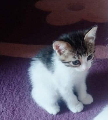 bala pişik pulsuz: Yaxşı əllərə — 1