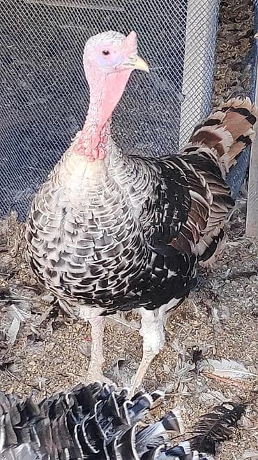 hinduska satisi: Самец, Для разведения — 4