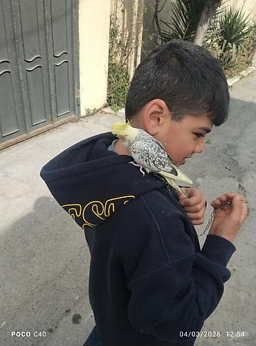 pisikler satilir: Fiko satişda 9 ayliq ruçnoy Nimfa (Cockatiel) – sarı çopkalı, boz-ağ — 2