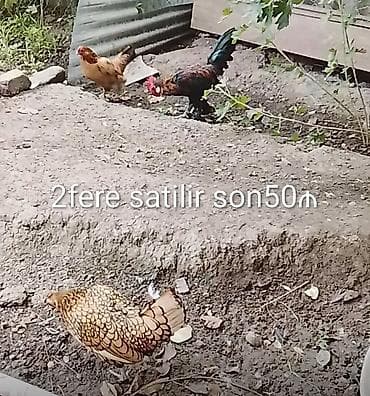 maine coon pişik: Toyuq, Yumurtalıq — 1